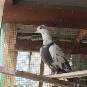 Кафтар, Гиссар