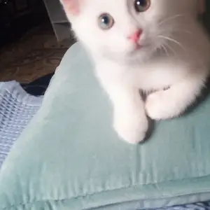 Шотландский кот, Худжанд