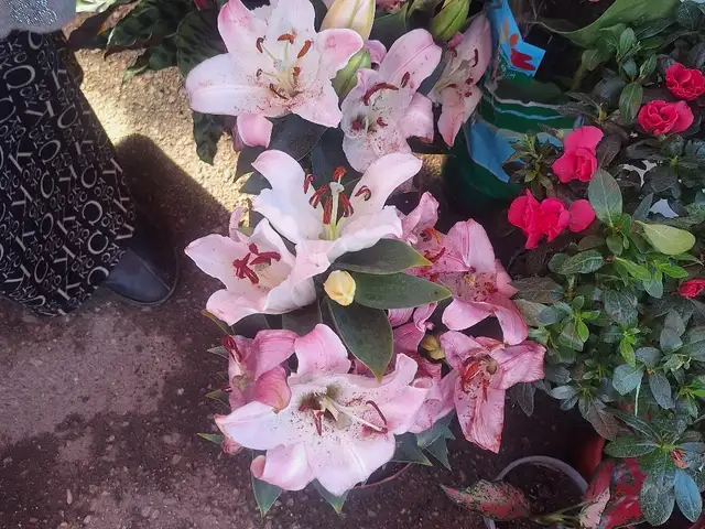 Лилия розовая, Душанбе