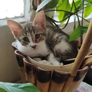 Домашний котенок, Душанбе