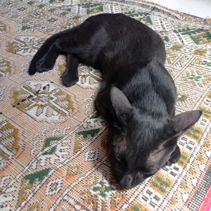 Кошка, Душанбе