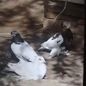 Кафтар, Душанбе