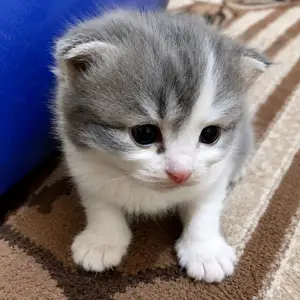 Котята, Душанбе