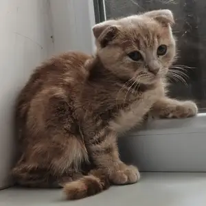 Вислоухий котенок, Худжанд