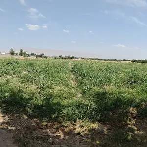 Ферма в аренду 400 сот, Шахритус