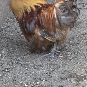 Хуруз чуча, Бобоҷон Ғафуров