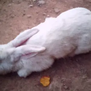 Кролик, Душанбе