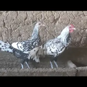 Мург, Душанбе