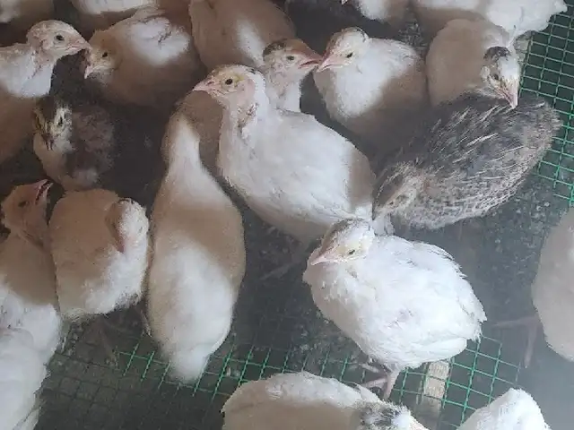 Чучаҳои бедонаи гигант, Файзабад