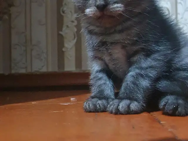 Котята, Душанбе