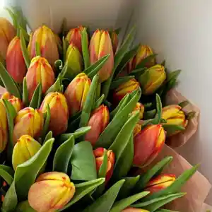 Пиёзи гули лола, Худжанд