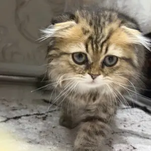 Шотландские котята, Худжанд