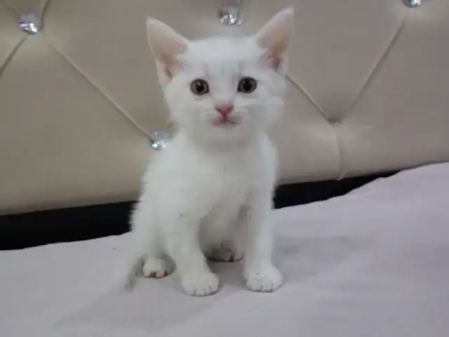 Шотландская прямоухая кошка, Худжанд