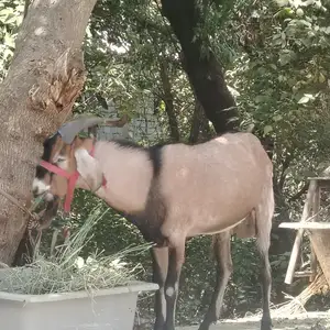 Такаи авғони, Душанбе