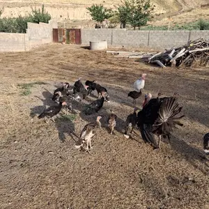Чучаи индук, Ёвон
