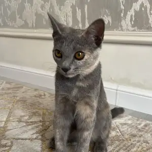Кошка, Душанбе