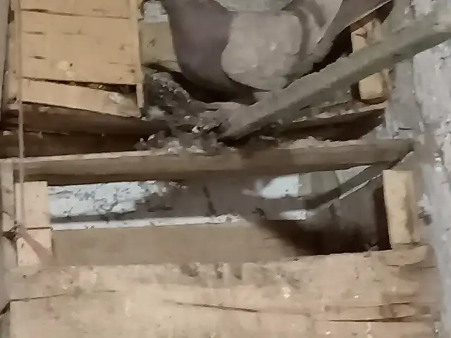 Голубь, Вахш