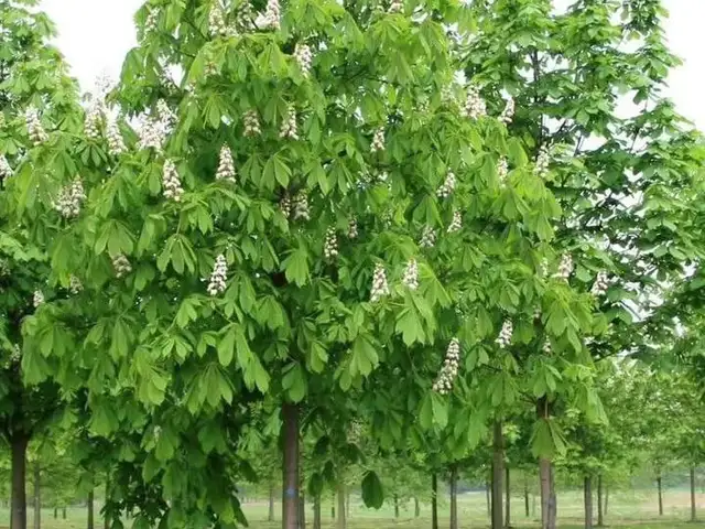 Каштан, Душанбе