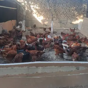 Хурузи ломан браун, Худжанд