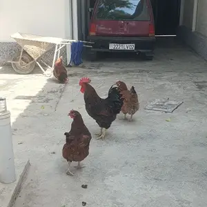 Куры ломан браун, Хуҷанд