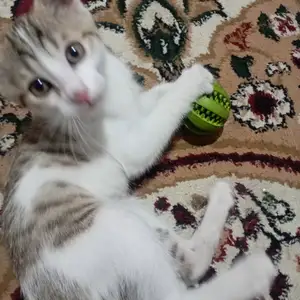 Кошечка, Душанбе