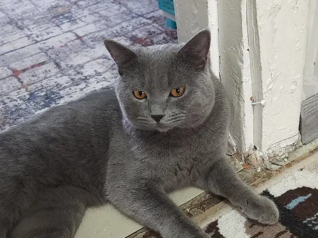 Британский кот, Худжанд