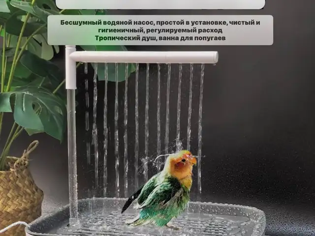 Умывальник для птиц, Худжанд