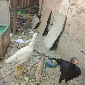 Дакан шамо, Душанбе