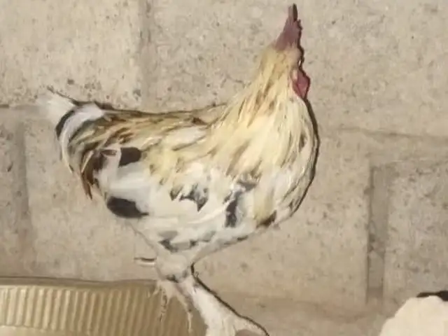 Курица, Душанбе
