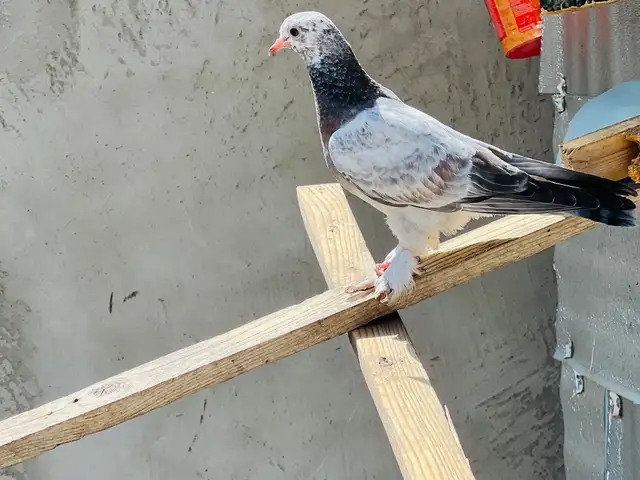 Кафтар, Душанбе