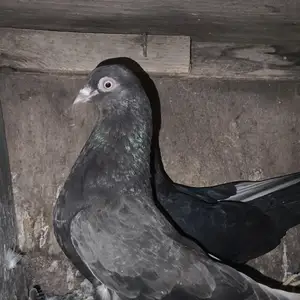 Голуби, Бохтар (Курган-Тюбе)