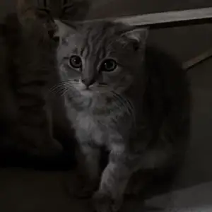 Шотландский кот, Душанбе
