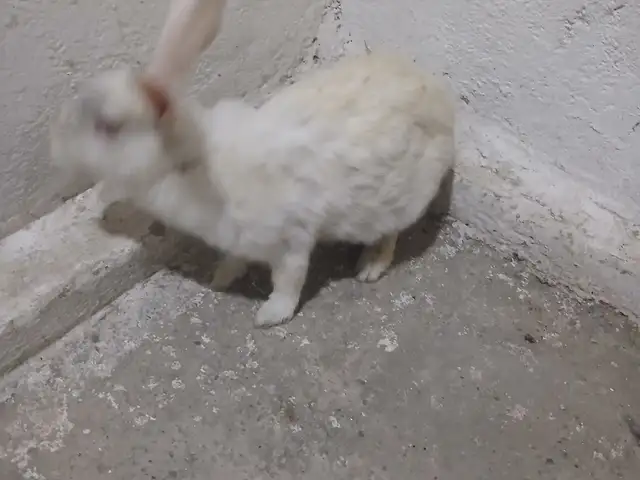 Кролик, Душанбе