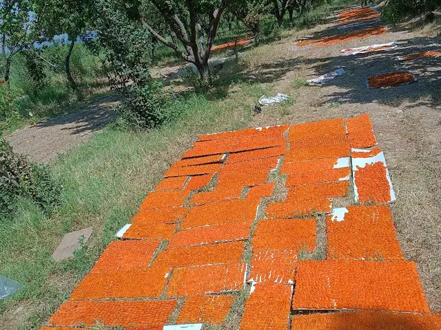 Боги Зардолу, Бобоҷон Ғафуров