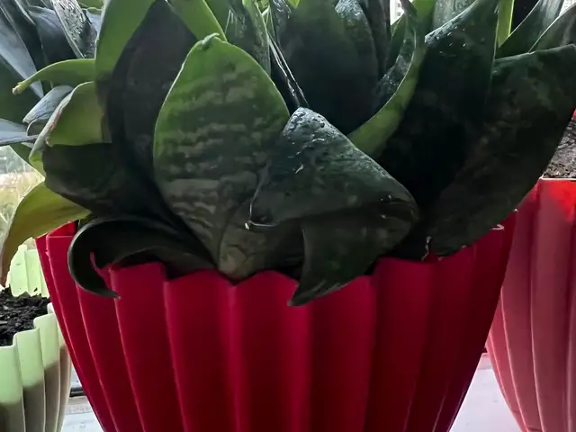 Комнатные цветы, Душанбе
