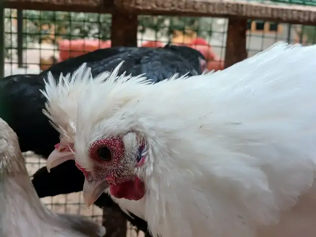 японча, Шаҳринав
