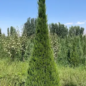 Можжевельник, Душанбе