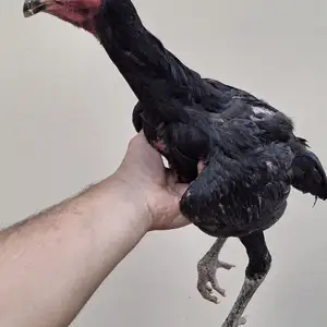 Чуча, Худжанд