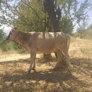 Гуночинхо, Вахдат