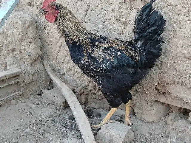 Хурӯс, Зафарабад