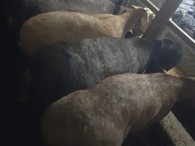 Гусфанд, Худжанд