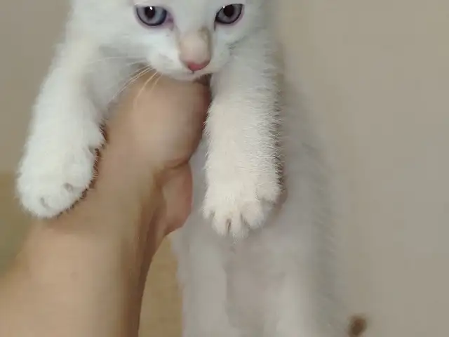 Котенок, Душанбе