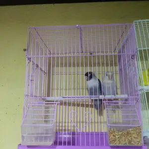 Попугай, Душанбе