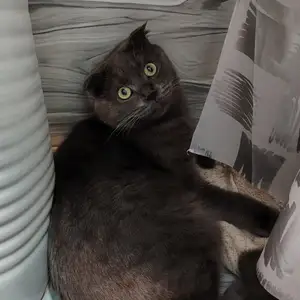 Кошки, Душанбе