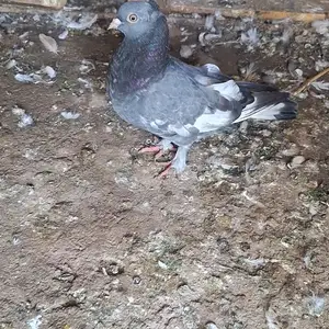 Кафтар, Яван