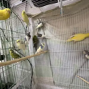 Попугаи, Душанбе