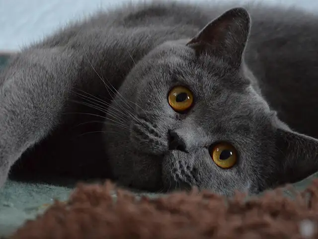 Кот на вязку, Душанбе