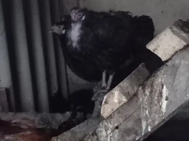 Мурги тухми, Истаравшан