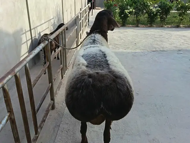 Кучкор, Шаҳринав