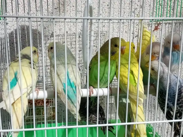 Попугай, Душанбе